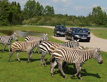 Zebras im Vordergrund und im Hintergrund drei Autos, die auf einem Weg durch die Savanne fahren